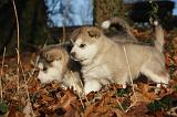 ALASKAN MALAMUTE 575